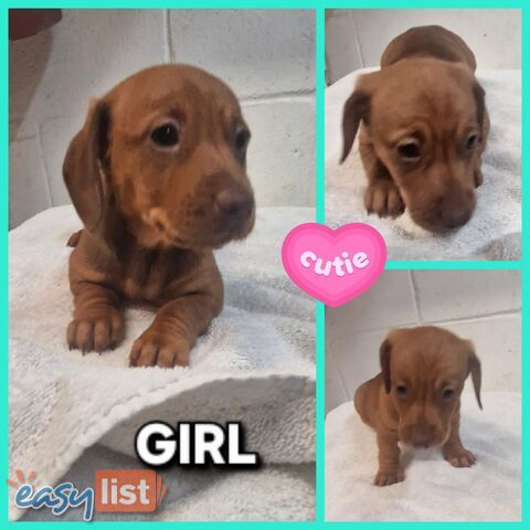 SPUNKY TWEENIE DACHSHUND PUPPIES