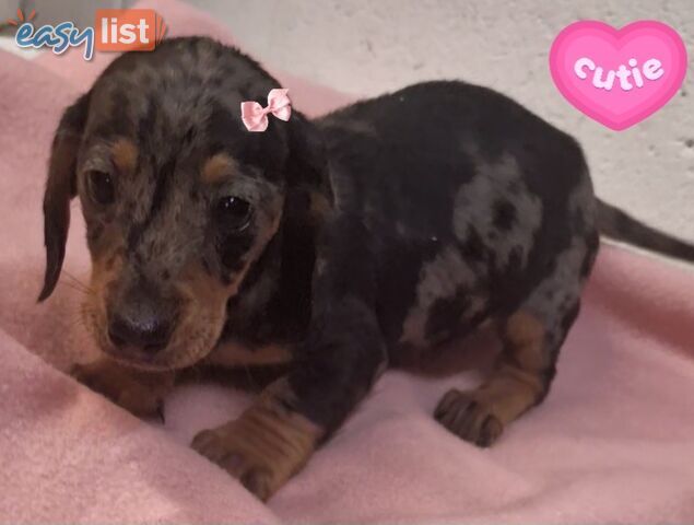 LAST STUNNING SILVER DAPPLE GIRL DACHSHUND PUPPY
