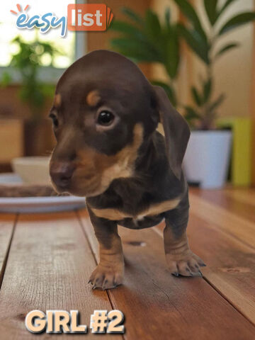 SPUNKY TWEENIE DACHSHUND PUPPIES