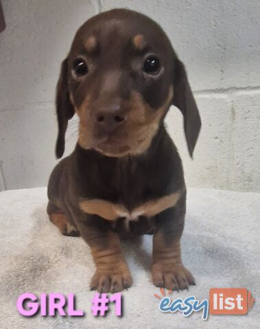 SPUNKY TWEENIE DACHSHUND PUPPIES