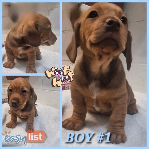 SPUNKY TWEENIE DACHSHUND PUPPIES
