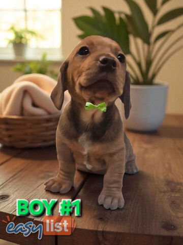 SPUNKY TWEENIE DACHSHUND PUPPIES