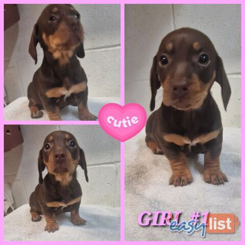 SPUNKY TWEENIE DACHSHUND PUPPIES