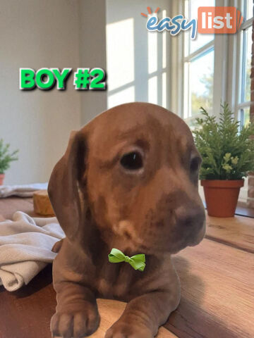 SPUNKY TWEENIE DACHSHUND PUPPIES