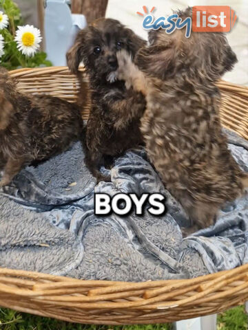 GORGEOUS TINY JACKOODLE PUPPIES