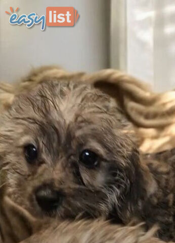 GORGEOUS  JACKOODLE PUPPIES