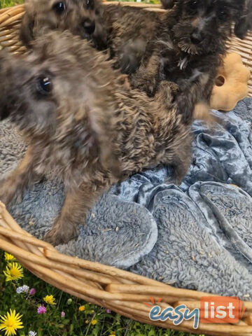 GORGEOUS TINY JACKOODLE PUPPIES