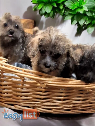 GORGEOUS TINY JACKOODLE PUPPIES