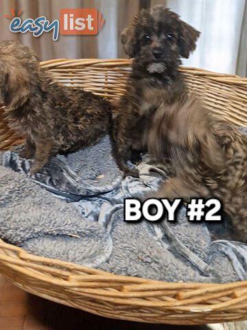 GORGEOUS TINY JACKOODLE PUPPIES