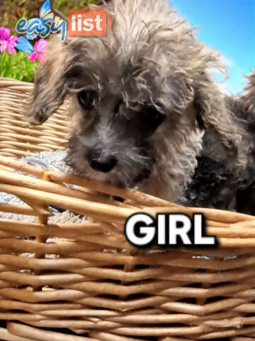 GORGEOUS TINY JACKOODLE PUPPIES