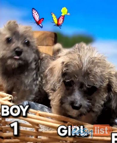 GORGEOUS  JACKOODLE PUPPIES