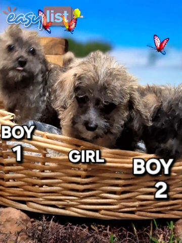 GORGEOUS TINY JACKOODLE PUPPIES