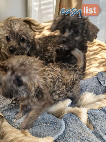 GORGEOUS TINY JACKOODLE PUPPIES