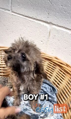 GORGEOUS TINY JACKOODLE PUPPIES