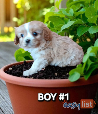 ADORABLE TINY CAVOODLE PUPPIES 