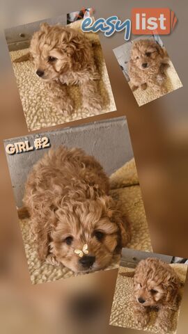 GORGEOUS TOY CAVOODLES PUPPIES