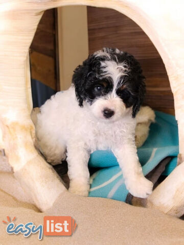 LAST ADORABLE CAVOODLE BOY