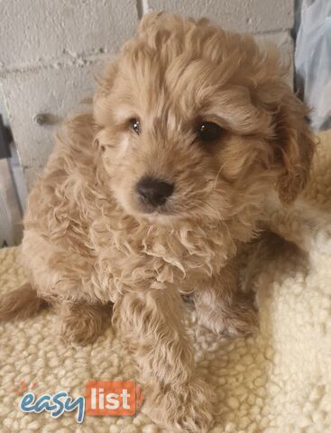 GORGEOUS TOY CAVOODLES PUPPIES