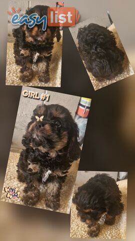GORGEOUS TOY CAVOODLES PUPPIES