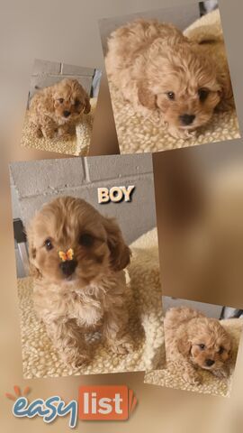 GORGEOUS TOY CAVOODLES PUPPIES