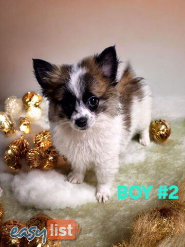 ADORABLE POMCHI PUPPIES 