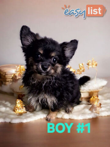 ADORABLE POMCHI PUPPIES 