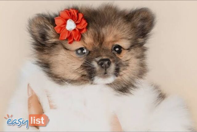 ADORABLE FLUFFY TINY POMCHI PUPPIES