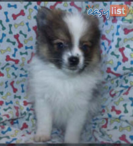 ADORABLE FLUFFY TINY POMCHI PUPPIES