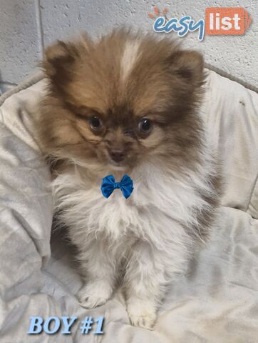 ADORABLE FLUFFY TINY POMCHI PUPPIES