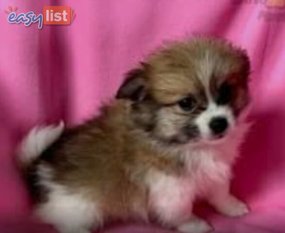 ADORABLE FLUFFY TINY POMCHI PUPPIES