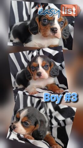 ADORABLE BEAGLIER PUPPIES COMING SOON!!!!!