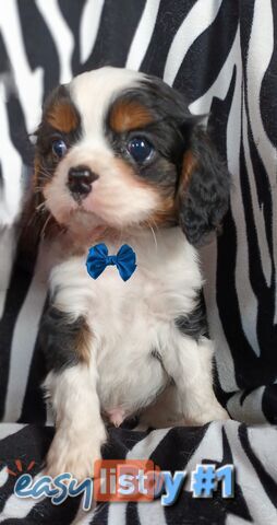 ADORABLE BEAGLIER PUPPIES COMING SOON!!!!!