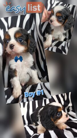 ADORABLE BEAGLIER PUPPIES COMING SOON!!!!!