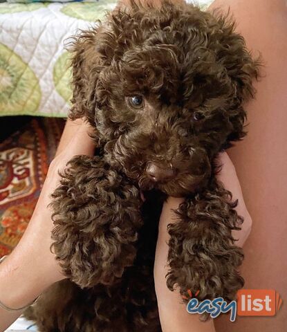 LAST ADORABLE CHOCOLATE POODLE PUPPY