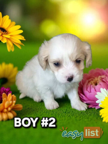 ADORABLE MALTALIER PUPPIES