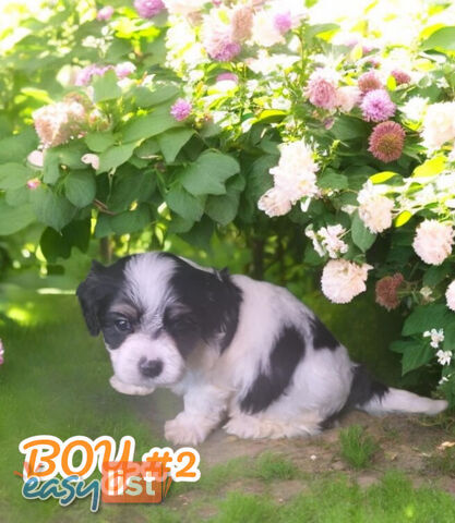 SIMPLY ADORABLE MALTALIER PUPPIES
