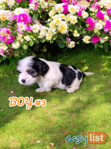 SIMPLY ADORABLE MALTALIER PUPPIES