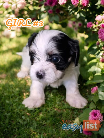SIMPLY ADORABLE MALTALIER PUPPIES