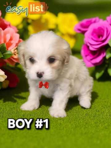 ADORABLE MALTALIER PUPPIES