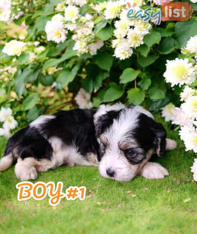 SIMPLY ADORABLE MALTALIER PUPPIES