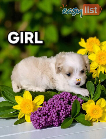 ADORABLE MALTALIER PUPPIES