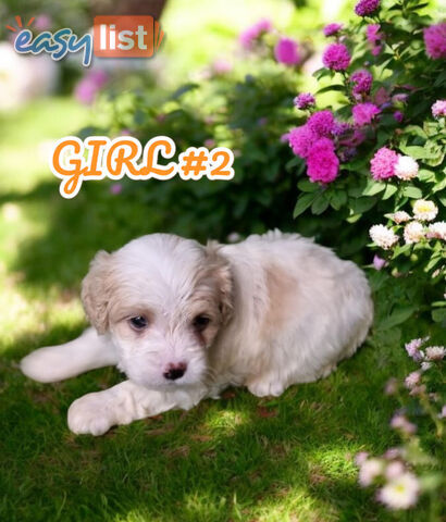SIMPLY ADORABLE MALTALIER PUPPIES