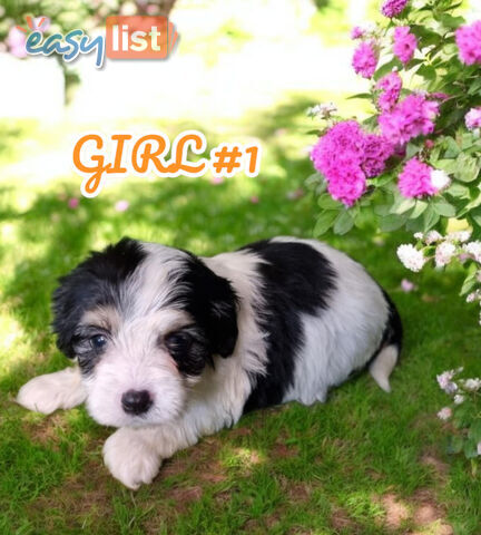 SIMPLY ADORABLE MALTALIER PUPPIES