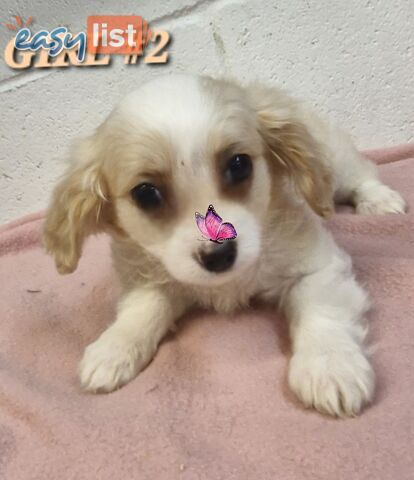 ADORABLE MALTALIER PUPPIES