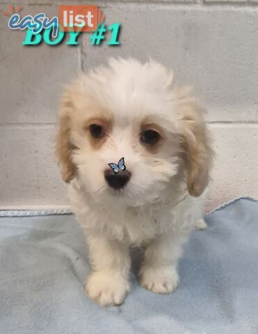 ADORABLE MALTALIER PUPPIES