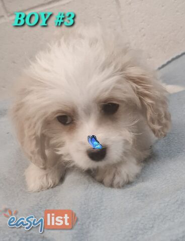 ADORABLE MALTALIER PUPPIES