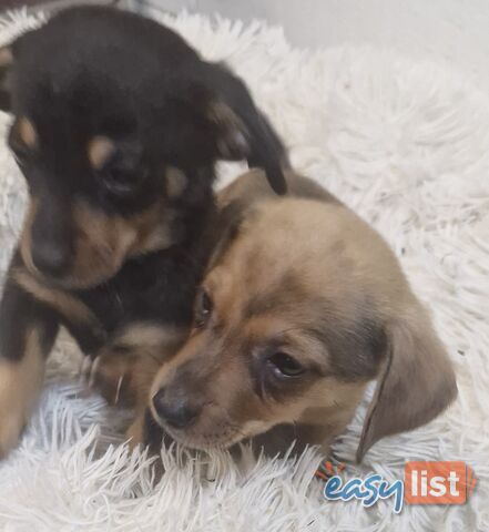 ADORABLE TEENIE CHIWEENIE PUPPIES