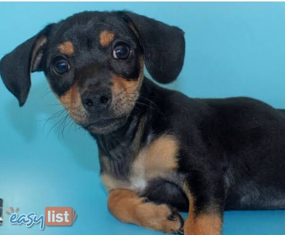LAST SPUNKY CHIWEENIE BOY PUPPY