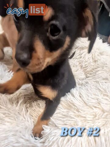 LAST SPUNKY CHIWEENIE BOY PUPPY
