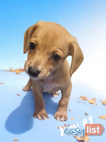 ADORABLE TEENIE CHIWEENIE PUPPIES